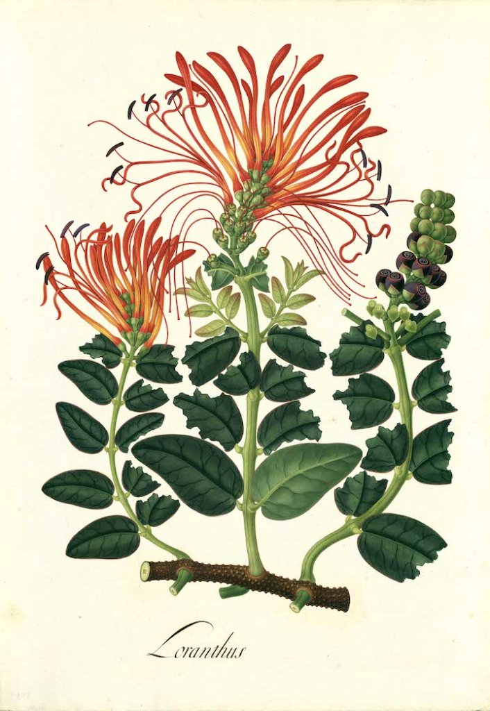 Loranthus (from Royal Botanical Expedition to the New Kingdom of Granada), José María Carbonell. Archivo del Real Jardín Botánico–CSIC (Madrid)
