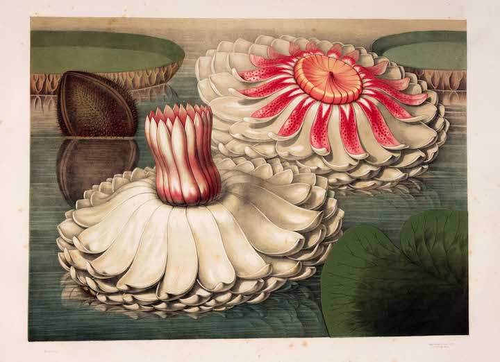 Intermediate Stages of Blooming (from Victoria regia; 1854), John Fisk Allen. The Huntington Library, Art Collections and Botanical Gardens