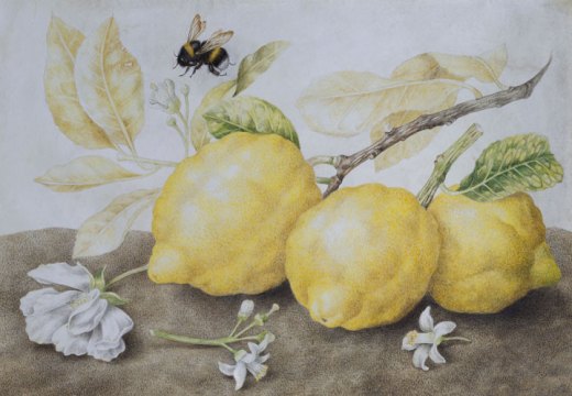 Still Life with Lemons (late 1640s), Giovanna Garzoni. Galerie Sanct Lucas