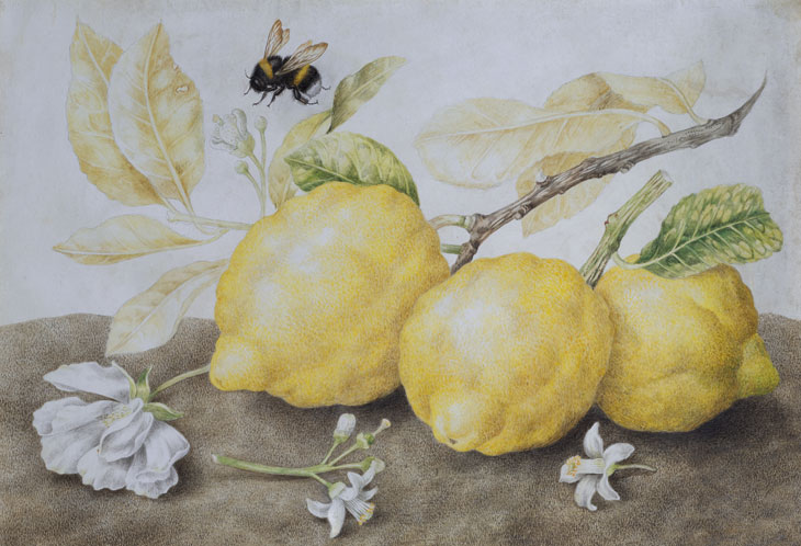 Still Life with Lemons (late 1640s), Giovanna Garzoni. Galerie Sanct Lucas