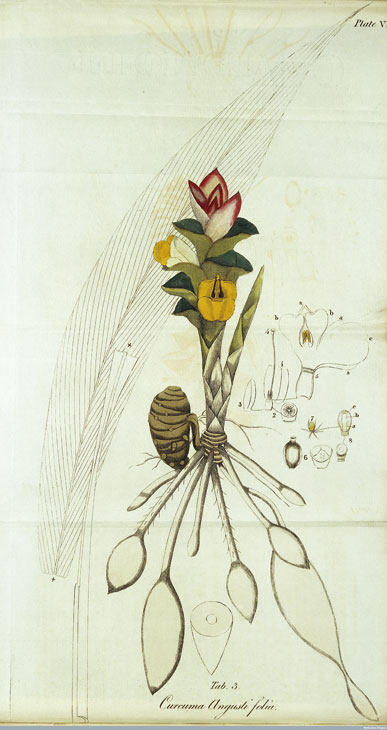 Plate from John Fleming’s Catalogue of Indian Medicinal Plants and Drugs (1812). Wellcome Collection, London