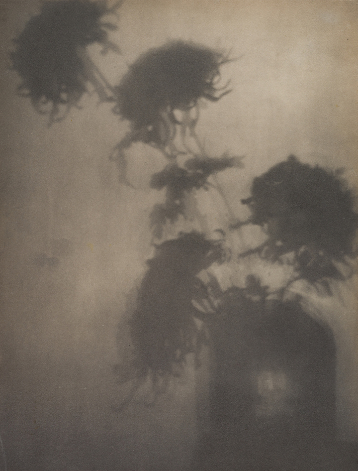 The Shadows on the Wall. “Crysanthemums" (ca. 1906), Adolf de Meyer. Courtesy The Metropolitan Museum of Art
