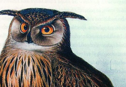 Eagle Owl, Edward Lear.