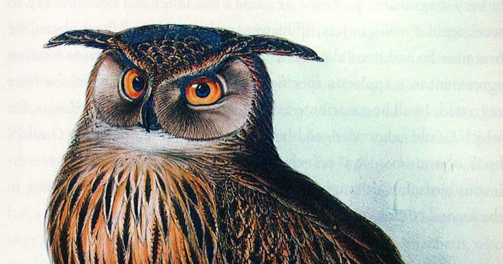 Eagle Owl, Edward Lear.