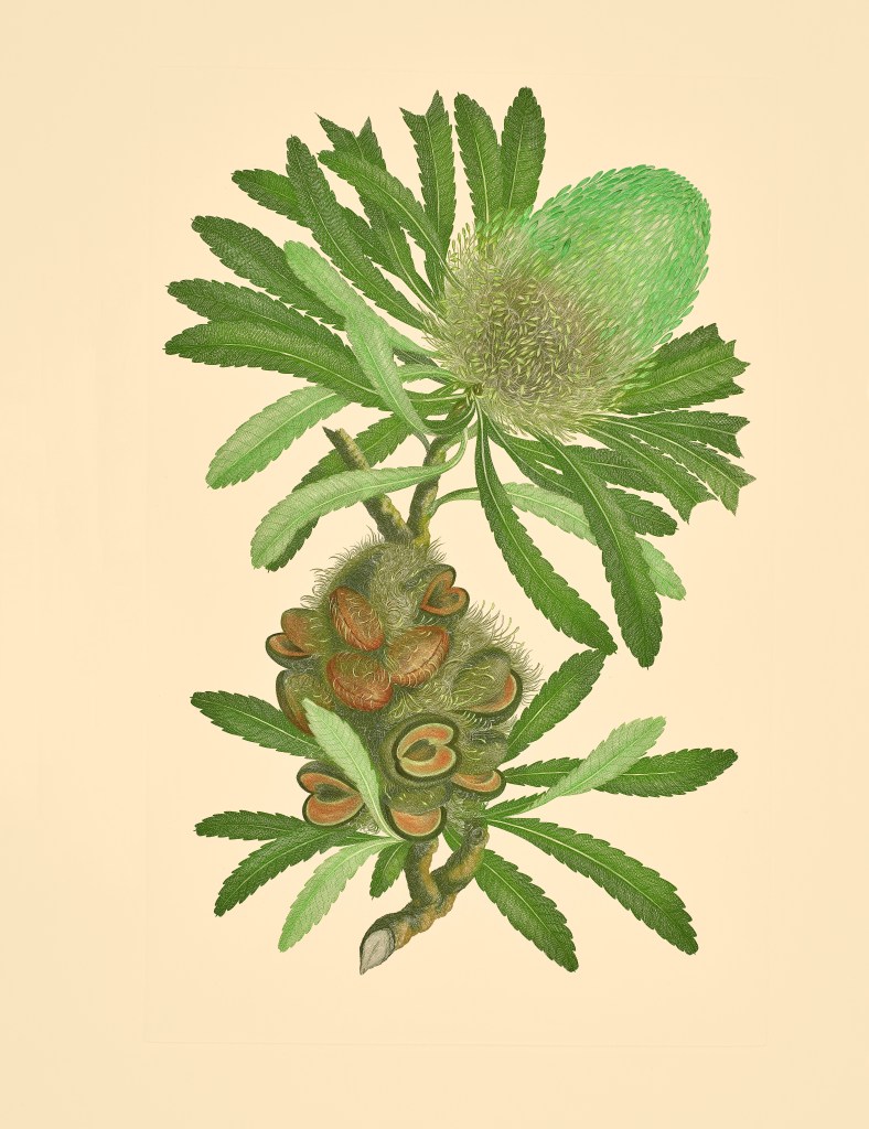 Banksia serrata, (1772–84), Gabriel Smith after Sydney Parkinson and John Frederick Miller, Natural History Museum, London, © Editions Alecto and the Trustees of the Natural History Museum