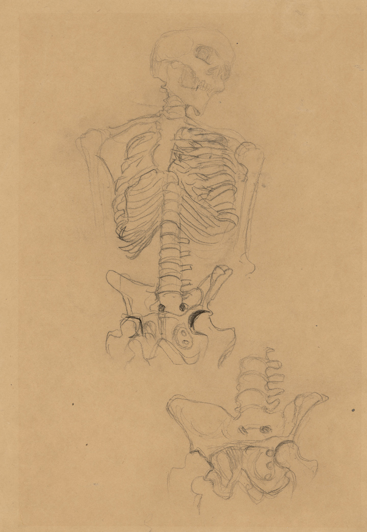 Two Studies of a Skeleton (Studies for the Transfer Sketch for Medicine) (about 1900), Gustav Klimt. Courtesy of Albertina, Vienna and Museum of Fine Arts, Boston
