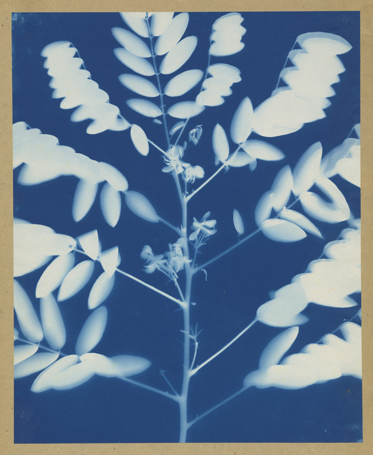 Plant Study (c. 1910), Bertha Jaques.