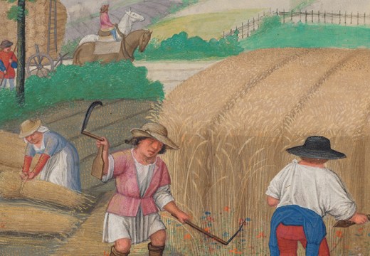 August: Reaping Wheat, 'Da Costa Hours' (detail; c, 1515), illuminated by Simon Bening. The Morgan Library & Museum, New York.