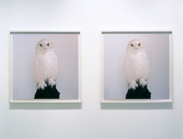 Dead Owl (1997), Roni Horn. Hauser & Wirth Collection, Switzerland