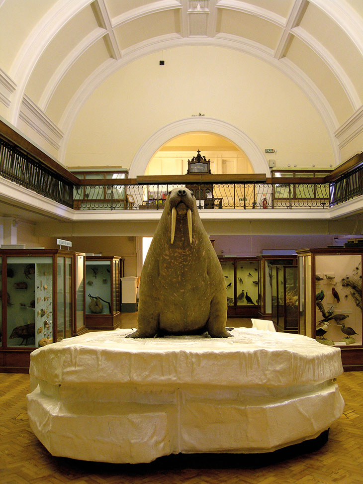 Taxidermy mount of a 19th-century walrus (Odobenus rosmarus), from Hudson Bay, Canada, in the natural history gallery of the Horniman Museum and Gardens, London.