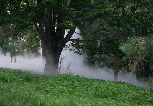 Fog x Hill (2018), Fujiko Nakaya. Installation view at the Arnold Arboretum, Boston.