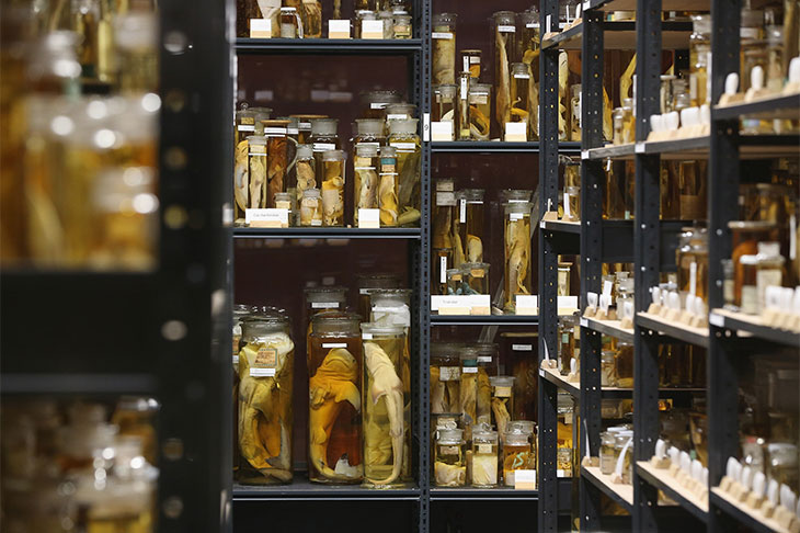 View of the East Wing of the Museum für Naturkunde Berlin in 2013.