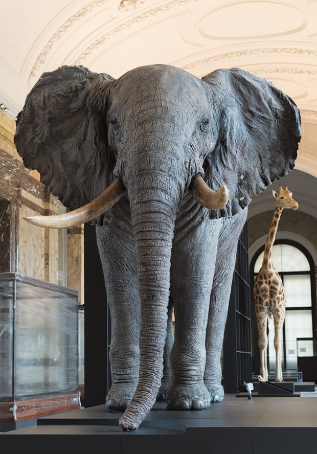 A mounted and elephant and giraffe in the ‘Landscapes and Biodiversity’ gallery, Photo: Jo Van de Vyner; © RMCA Tervuren