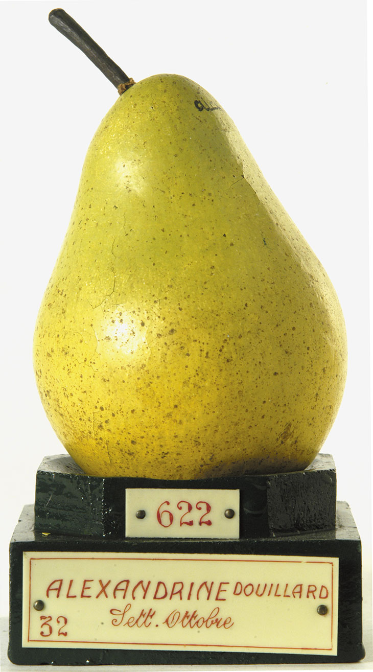 Model of an ‘Alexandrine Douillard’ pear, Francesco Garnier Valletti. Museo 
