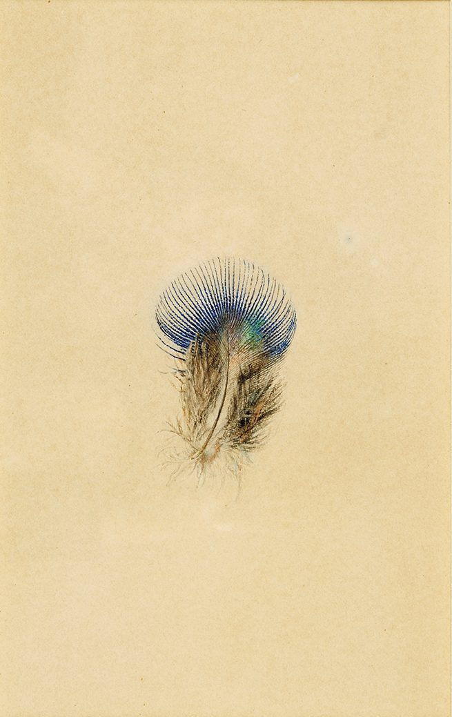 Study of a Peacock’s Breast Feather (1873), John Ruskin.