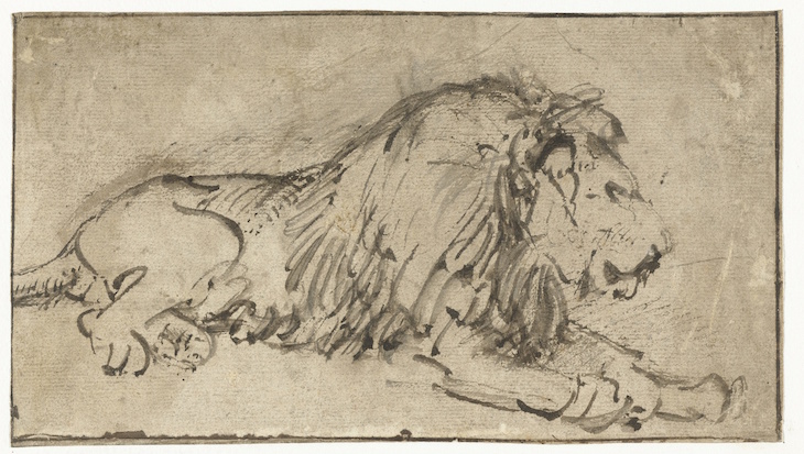 Recumbent Lion, Rembrandt