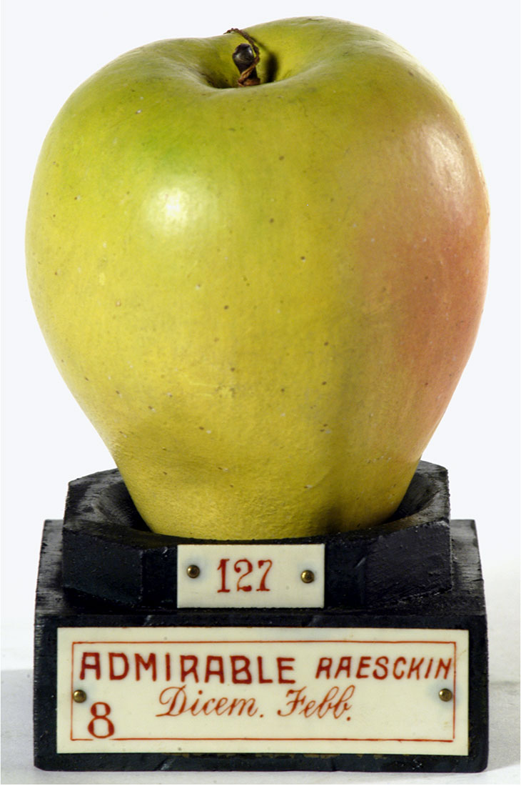 Model of an ‘Admirable Raesckin’ pear, Francesco Garnier Valletti. Museo della Frutta Francesco Garnier Valletti, Turin.