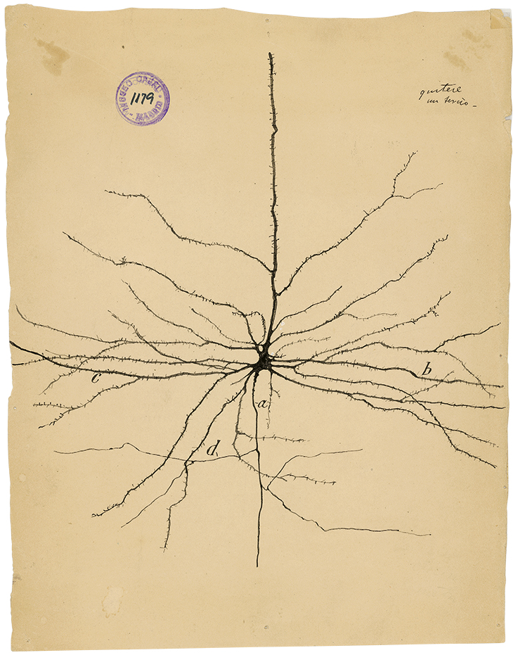The Pyramidal Neuron of the Cerebral Cortex (1904), Santiago Ramón y Cajal.