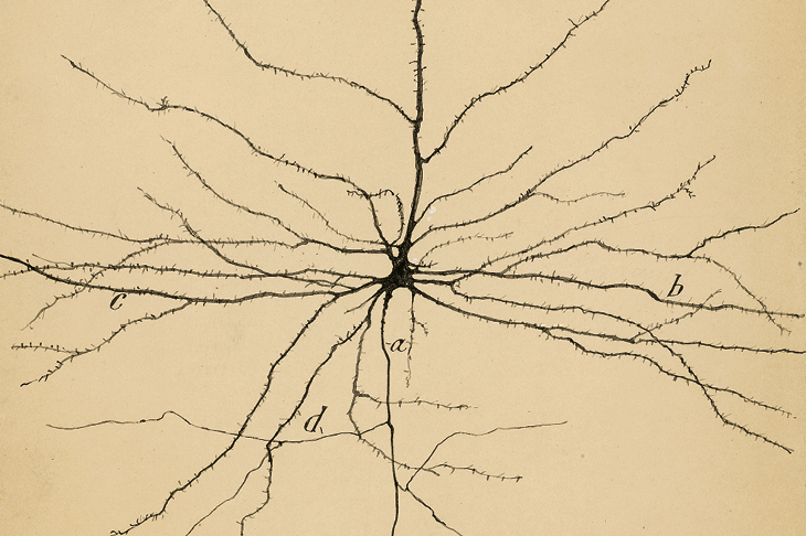 The Pyramidal Neuron of the Cerebral Cortex (1904), Santiago Ramón y Cajal. Cajal Institute (CSIC), Madrid.