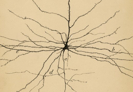 The Pyramidal Neuron of the Cerebral Cortex (1904), Santiago Ramón y Cajal. Cajal Institute (CSIC), Madrid.