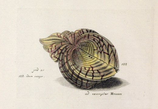 The Lister sisters' handcoloured engraving of a bear paw clam, after Wenceslaus Hollar, published in the 'Historiae Conchyliorum' (1685-92).