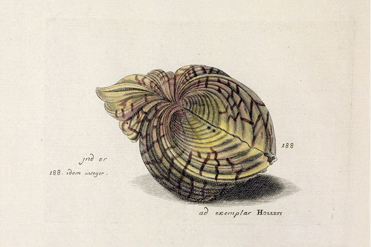 The Lister sisters' handcoloured engraving of a bear paw clam, after Wenceslaus Hollar, published in the 'Historiae Conchyliorum' (1685-92).