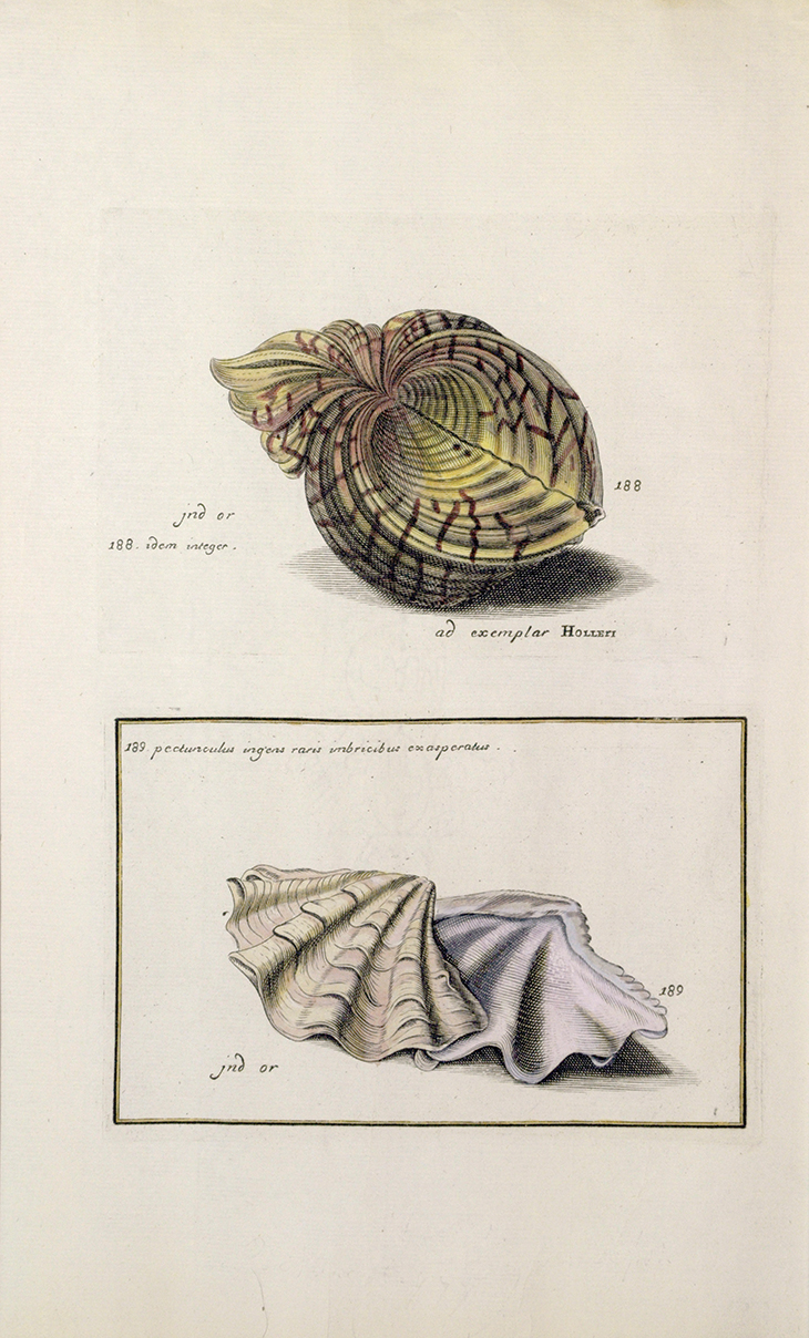 The Lister sisters' handcoloured engraving of a bear paw clam, after Wenceslaus Hollar, published in the 'Historiae Conchyliorum' (1685-92).