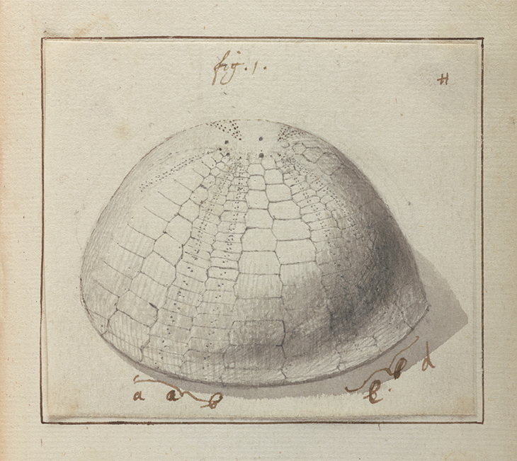 Lister’s notes indicating needed corrections to his daughters’ drawings of sea urchins. From ‘Original Drawings for Lister’s Conchology ca. 1690’.