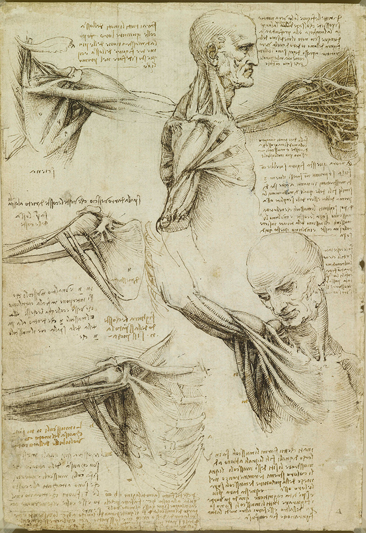 The Anatomy of the Shoulder and Neck (verso; c. 1510–11), Leonardo da Vinci. Royal Collection Trust.