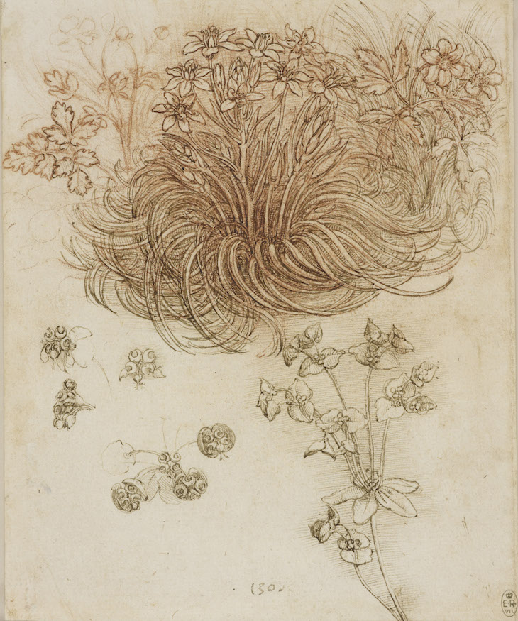 A Star-of-Bethlehem and other plants (c. 1506–12), Leonardo da Vinci.