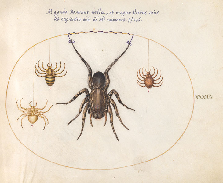 Plate XXXV from Four Elements, Ignis (c. 1575/80), Joris Hoefnagel. National Gallery of Art, Washington, D.C.