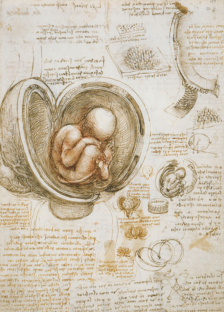 The fetus in the womb (c. 1511), Leonardo da Vinci.