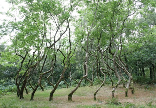 Ash Dome (1977–ongoing), David Nash.