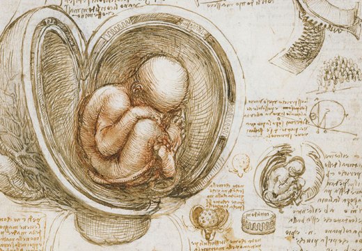 The fetus in the womb (detail; c. 1511), Leonardo da Vinci.