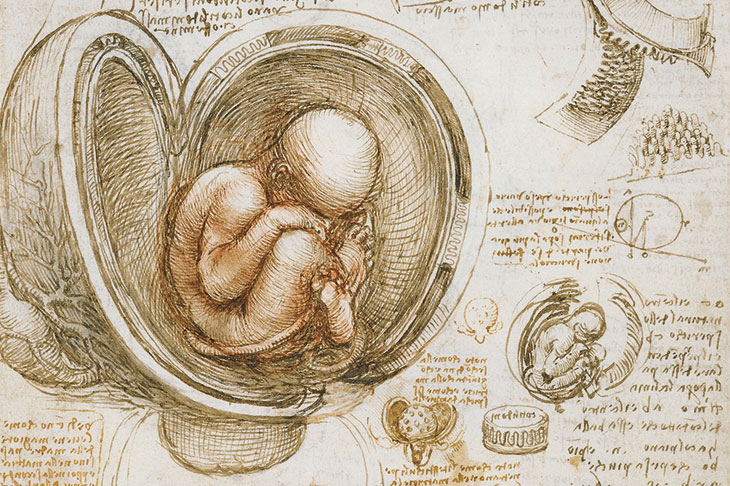 The fetus in the womb (detail; c. 1511), Leonardo da Vinci.