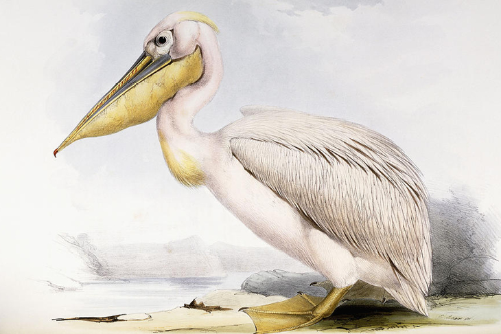 Great White Pelican (Pelecanus onocrotalus), by Edward Lear, from 'The Birds of Europe', by John Gould.