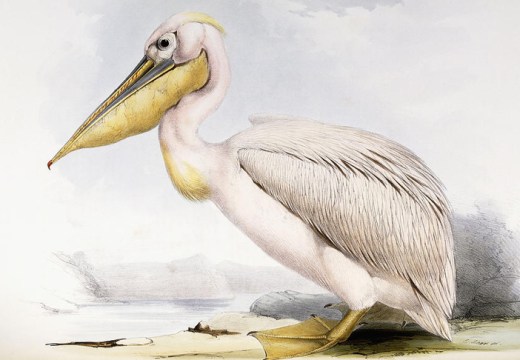 Great White Pelican (Pelecanus onocrotalus), by Edward Lear, from 'The Birds of Europe', by John Gould.
