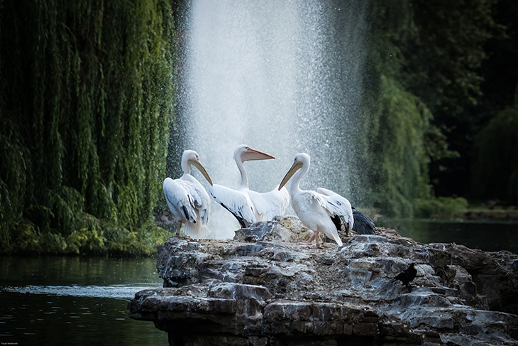 The three existing pelicans on Pelican Rock in the middle of St James's Park, London. Photo: Paula Redmond; courtesy The Royal Parks