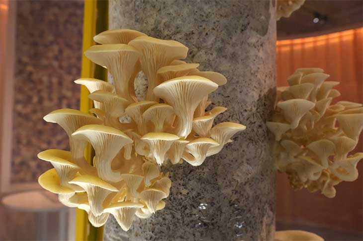 Mushroom installation at V&A
