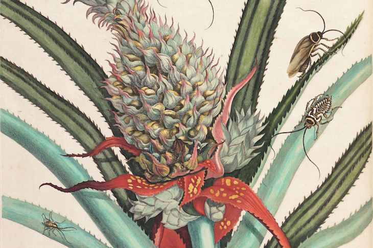 On the reproduction and the miraculous transformations of the insects in Suriname (detail; 1719), Maria Sibylla Merian.