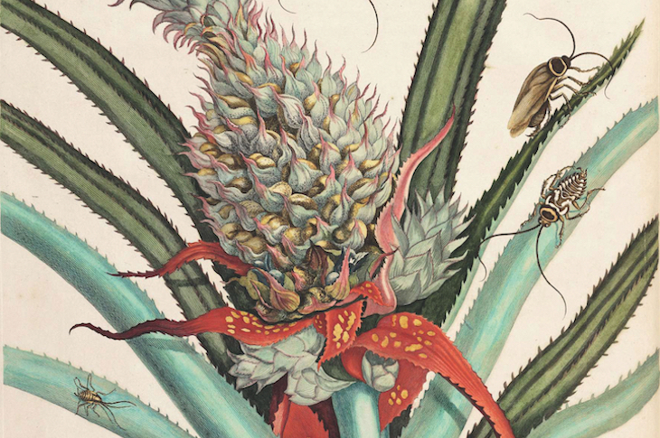 On the reproduction and the miraculous transformations of the insects in Suriname (detail; 1719), Maria Sibylla Merian.