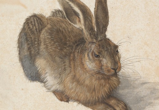 Young Hare (detail; 1502), Albrecht Dürer. Image: © The Albertina Museum, Vienna