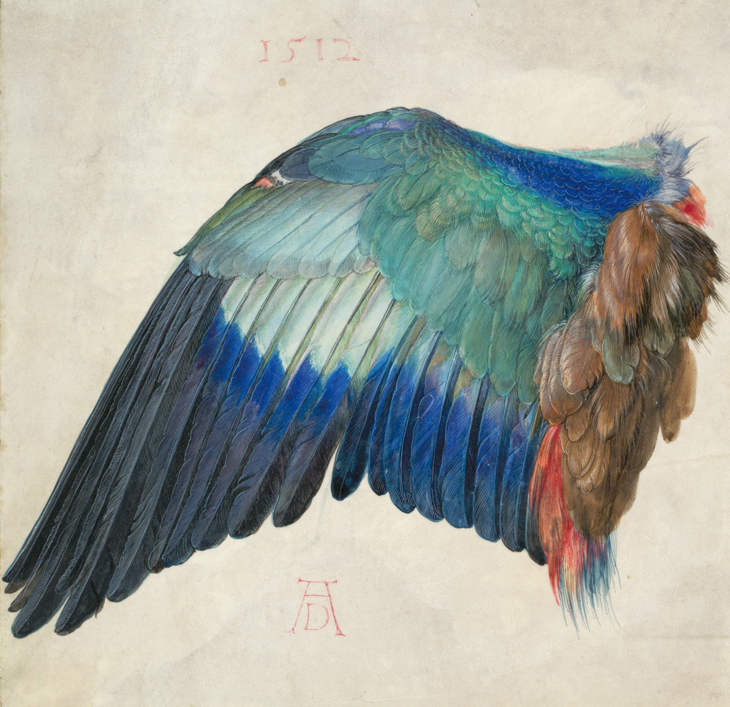 Left Wing of a Blue Roller (c. 1500), Albrecht Dürer. Image: © The Albertina Museum, Vienna