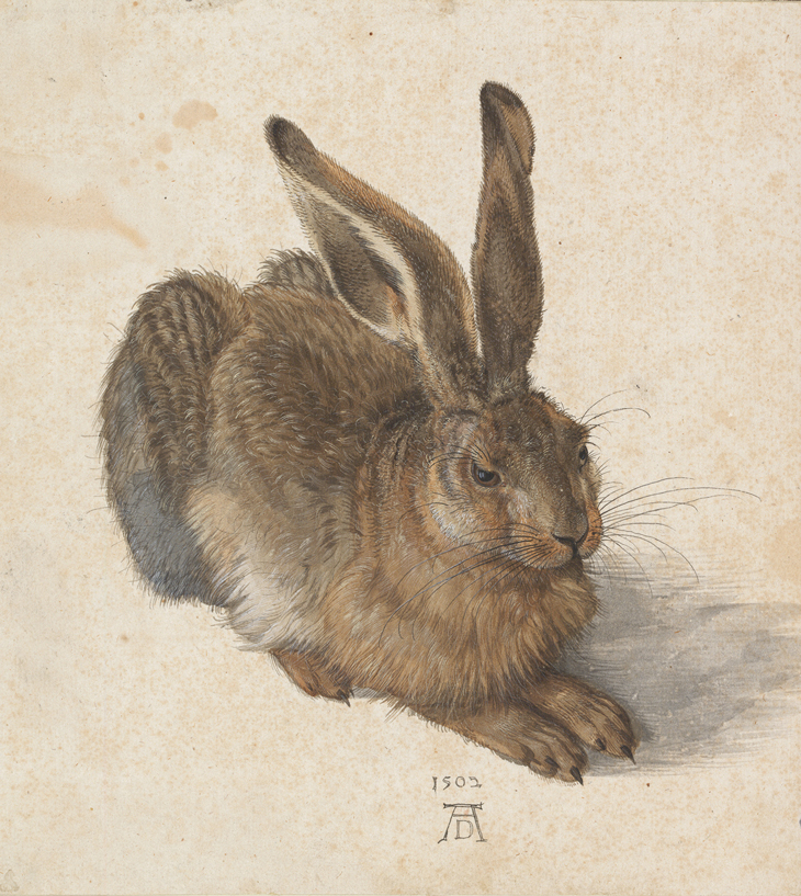Young Hare (1502), Albrecht Dürer. © The Albertina Museum, Vienna
