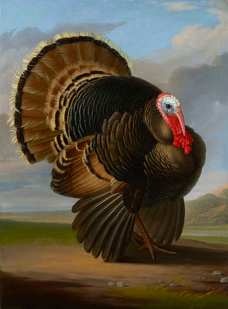 Wild Turkey (c. 1800), Peter Wenzel.