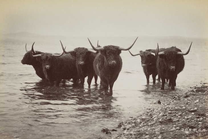 Highland Cows (1890), Charles Reid