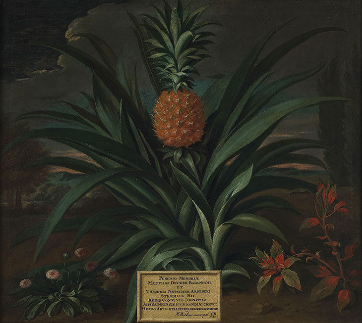Pineapple grown in Sir Matthew Decker’s garden at Richmond, Surrey (1720), Theodorus Netscher.