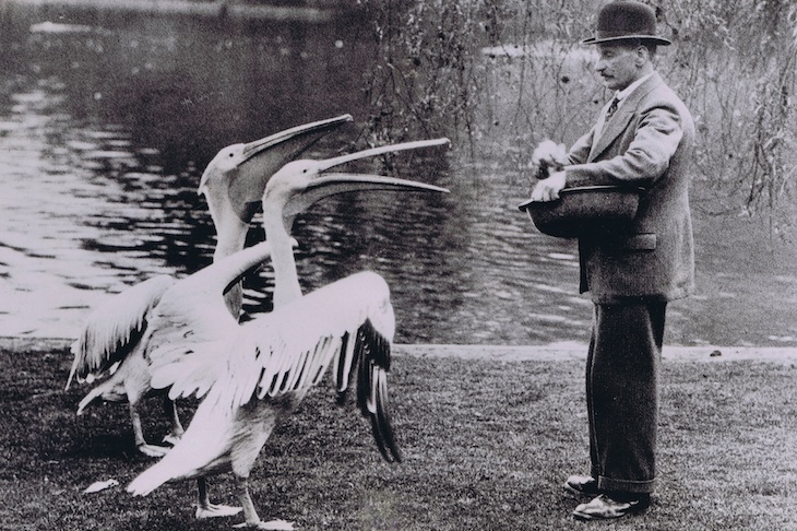 A man feeding pelicans in 1936.