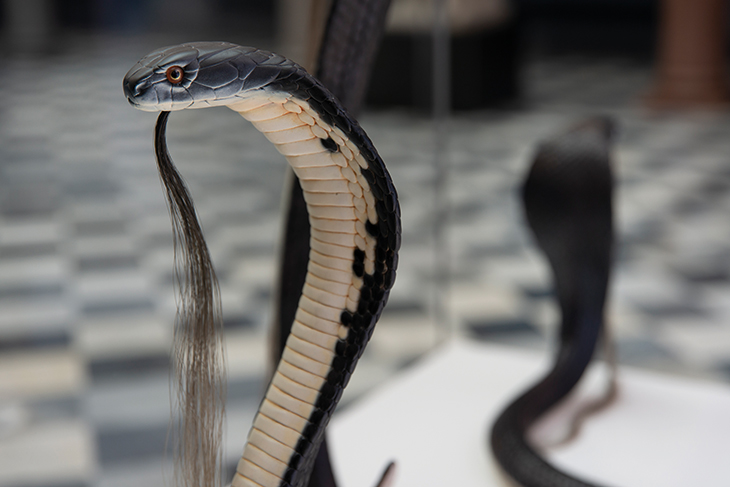 The August Snakes Stand Erect (As That Is How Their Beards May Best Be Admired) (detail; 2007), Charles Avery.