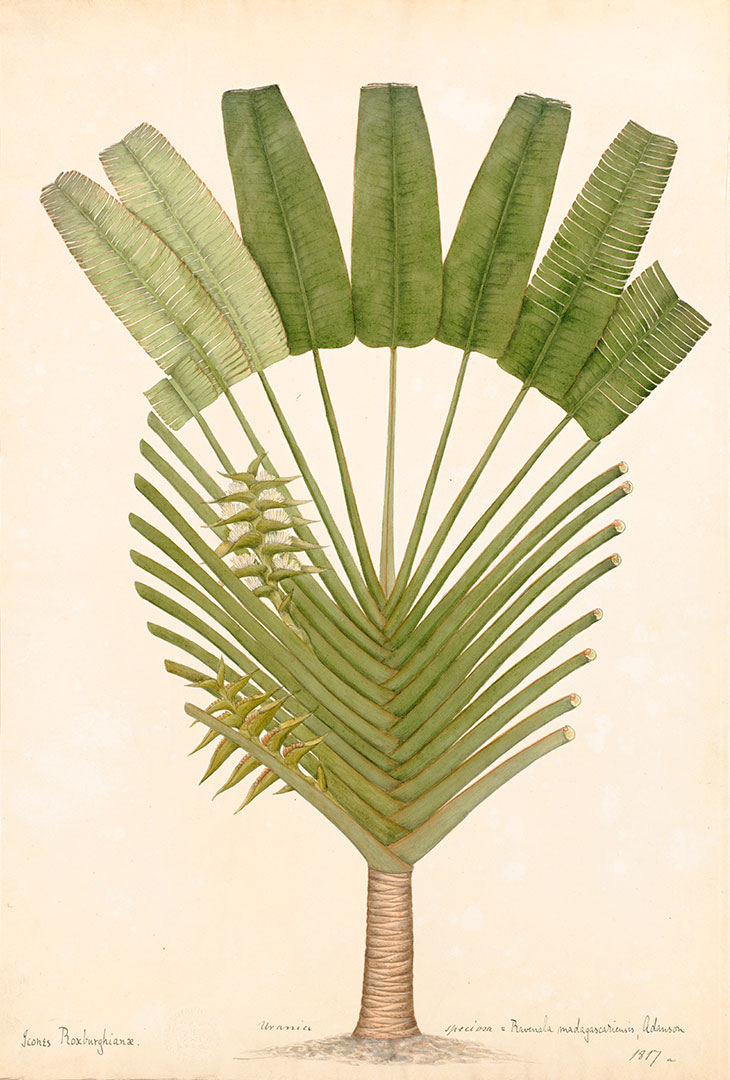 Traveller’s Palm (c. 1807), attributed to Vishnupersaud.